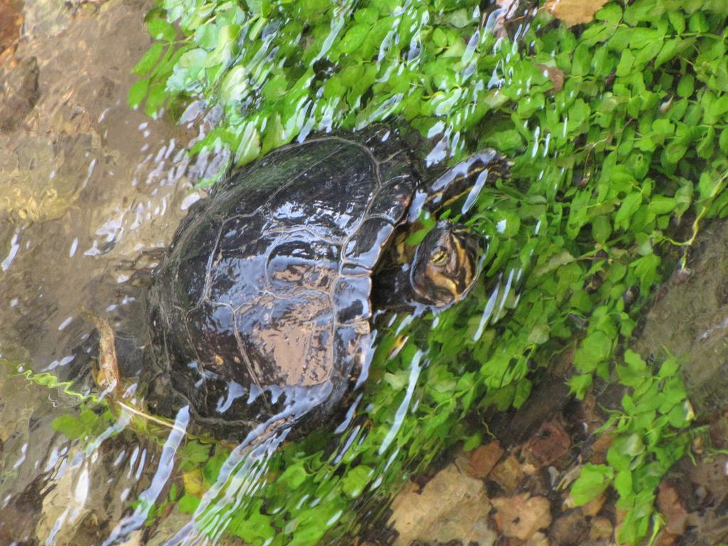 Guesthouse Zorko Gostilna Domen Šmarješke Toplice Exteriör bild